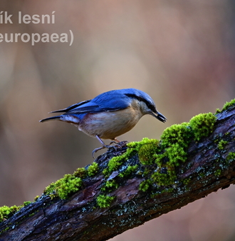 brhlík lesní 0079.JPG